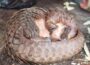 African Wildlife Species Under Protection