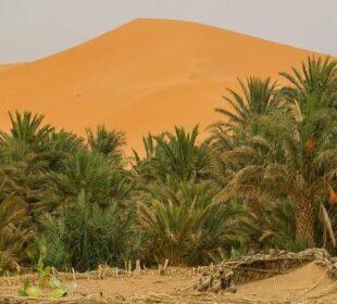 Exploring Africa's Desert Landscapes