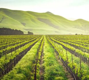 Agricultural Innovations Boosting Food Production