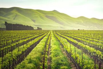 Agricultural Innovations Boosting Food Production