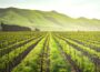 Agricultural Innovations Boosting Food Production