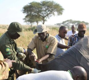 How Local Communities Protect Wildlife