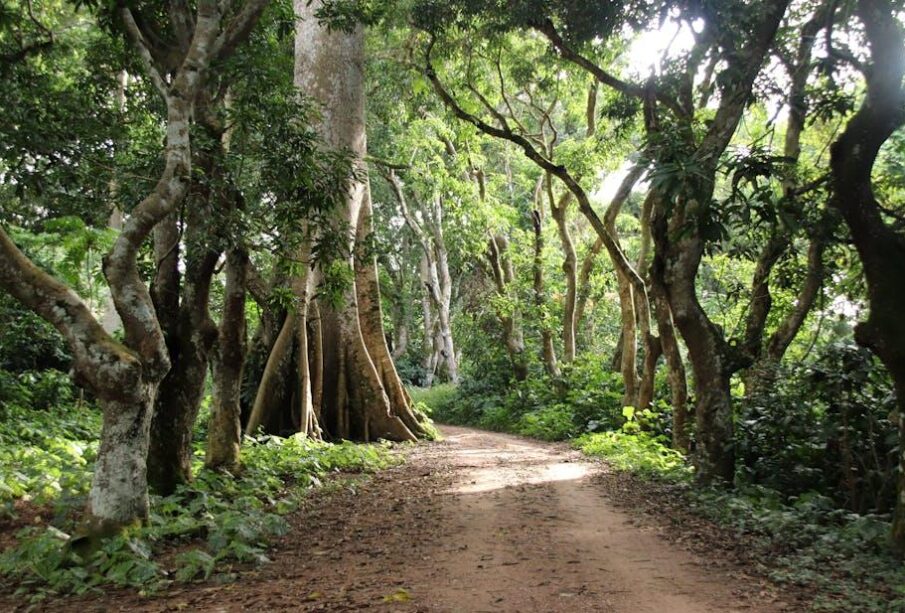 Haunted Legends From Different African Cultures