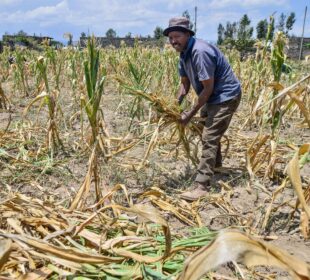 Indigenous Crops Supporting Food Security