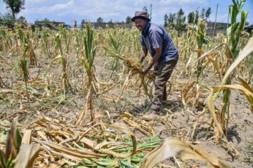 Indigenous Crops Supporting Food Security