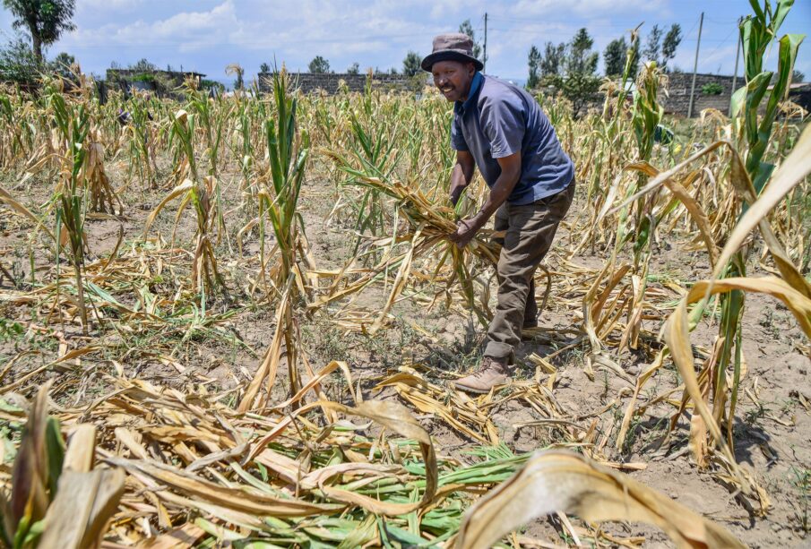 Indigenous Crops Supporting Food Security