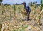 Indigenous Crops Supporting Food Security
