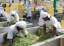 Local Food Processing Businesses Creating Jobs