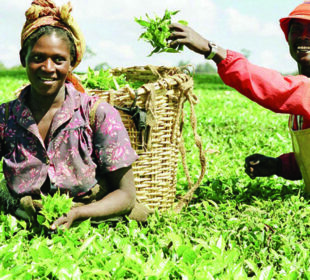 The Business Potential of Organic Farming