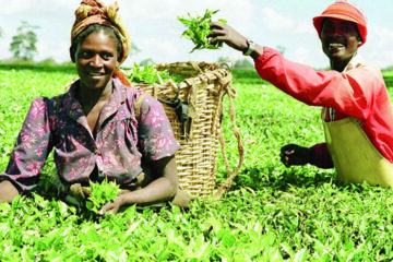 The Business Potential of Organic Farming