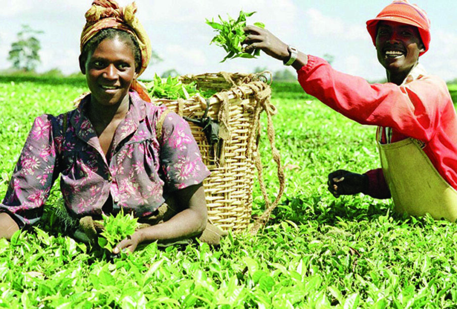 The Business Potential of Organic Farming