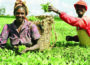 The Business Potential of Organic Farming