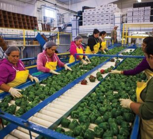 Food Processing Businesses Creating Jobs