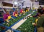 Food Processing Businesses Creating Jobs