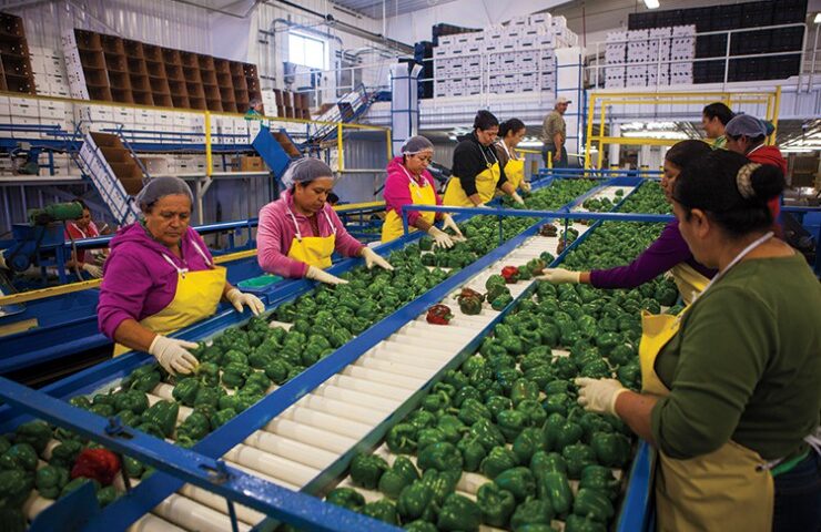 Food Processing Businesses Creating Jobs