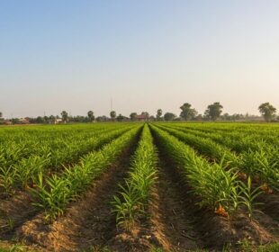 African Food Export Success Stories