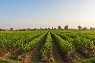 African Food Export Success Stories