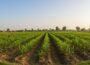 African Food Export Success Stories