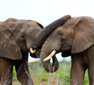 Wildlife Conservation Success Stories Across Africa