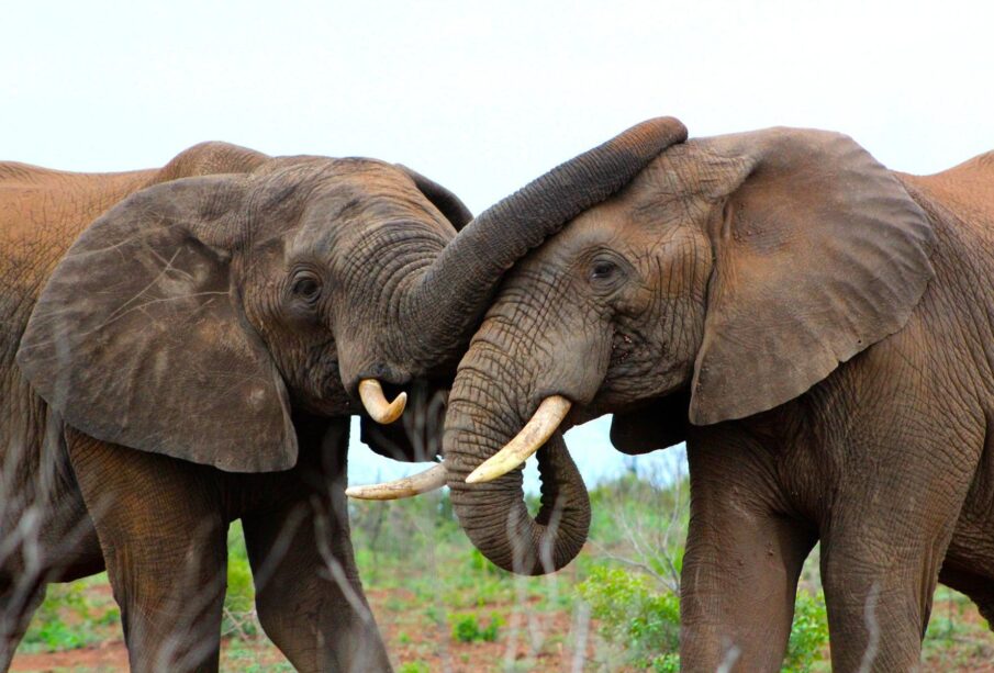 Wildlife Conservation Success Stories Across Africa