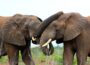 Wildlife Conservation Success Stories Across Africa