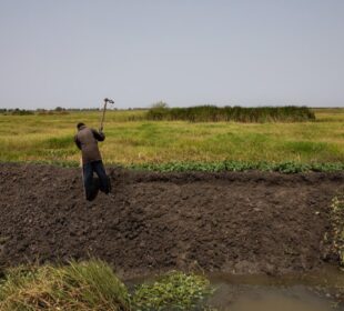 Food Security Solutions Across the Continent