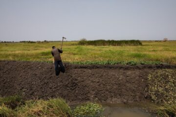 Food Security Solutions Across the Continent