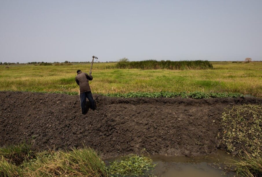 Food Security Solutions Across the Continent