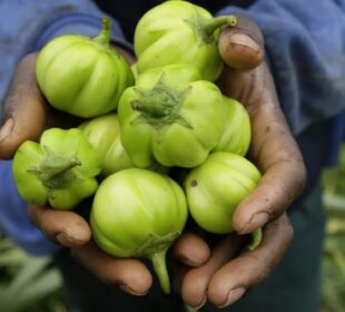 The Rise of Organic Farming Across Africa