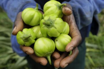 The Rise of Organic Farming Across Africa