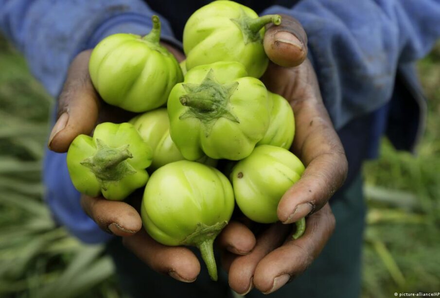 The Rise of Organic Farming Across Africa