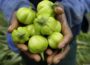 The Rise of Organic Farming Across Africa