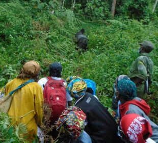African Communities Leading Conservation Efforts