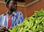 Healthy Indigenous Vegetables You Should Know