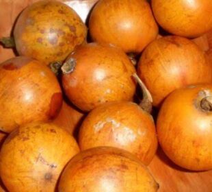 Indigenous African Fruits With Global Potential