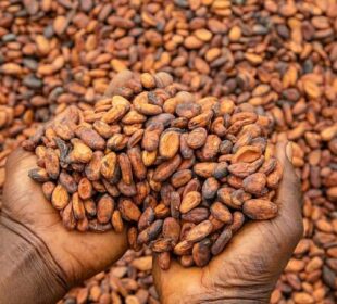 Why Cocoa Value Addition Is Africa's Quiet Goldmine,