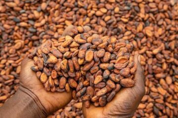 Why Cocoa Value Addition Is Africa's Quiet Goldmine,