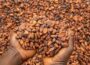 Why Cocoa Value Addition Is Africa's Quiet Goldmine,
