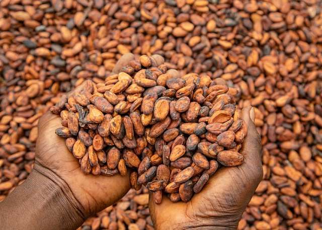 Why Cocoa Value Addition Is Africa's Quiet Goldmine,