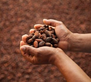 Cocoa Value Addition in Africa
