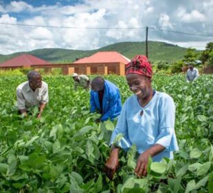 Can Zambia Truly Feed Itself?