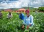 Can Zambia Truly Feed Itself?