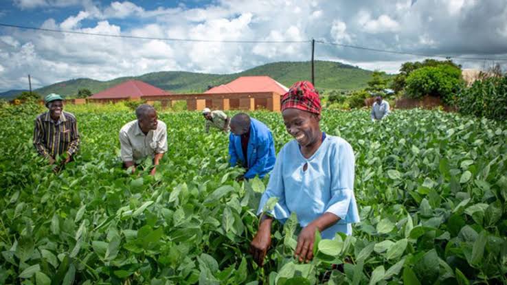 Can Zambia Truly Feed Itself?
