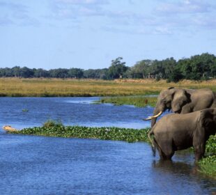 The Science Behind Africa's Biodiversity