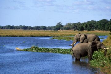 The Science Behind Africa's Biodiversity