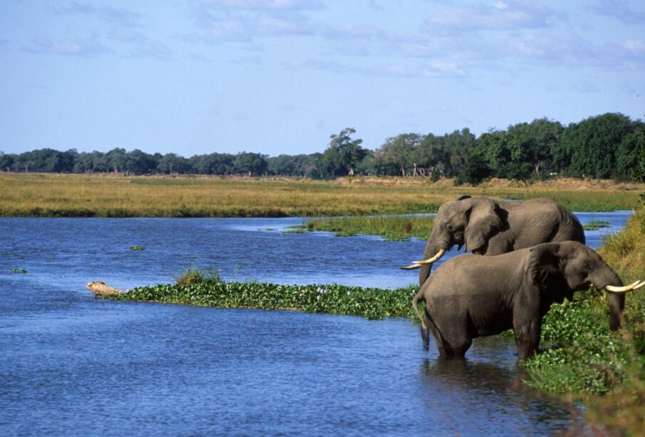 The Science Behind Africa's Biodiversity