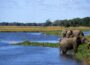 The Science Behind Africa's Biodiversity